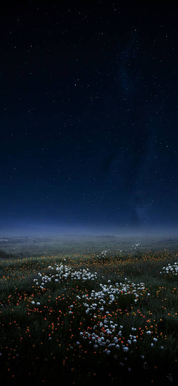 Sea of flowers under the night sky phone wallpaper
