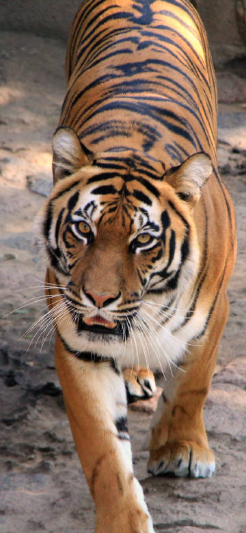 Close Up Bengal Tiger Walking On Dirt Phone Wallpaper