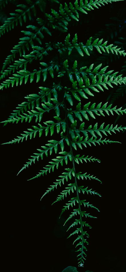 Dark Green Fern Leaf Wallpaper