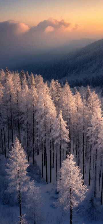 Beautiful scenery of winter forest phone wallpaper