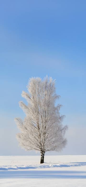 A Tree on the Vast Snowy Plain 4K Wallpaper A Tree on the Vast Snowy Plain 4K Wallpaper