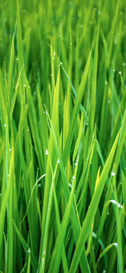 Green straw covered with morning dew 4K mobile wallpaper