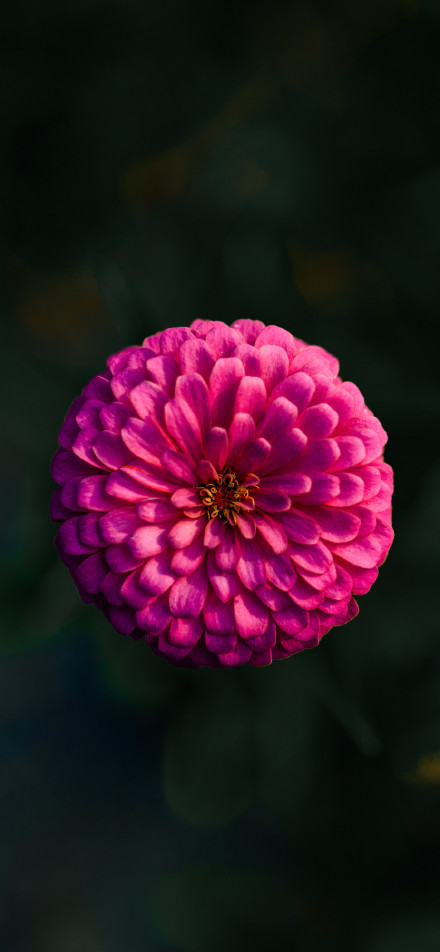 Gorgeous flower against dark green background phone wallpaper