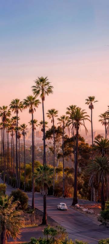 LA Palm Trees Sunset City View Phone Wallpaper