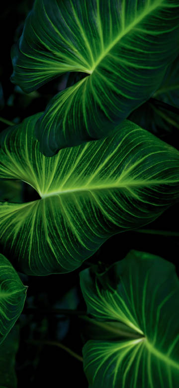 Large, bright green leaves in dark light