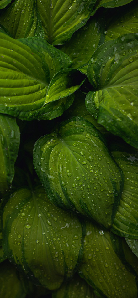 Water droplets on fresh large green leaves phone wallpaper