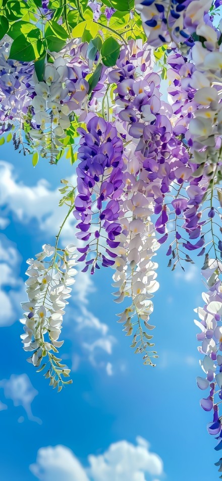 Blooming Wisteria in Bright Daylight 4K Phone Wallpaper