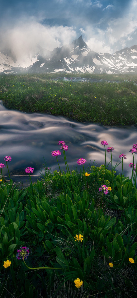 Wildflowers by the stream under the snow-capped mountains