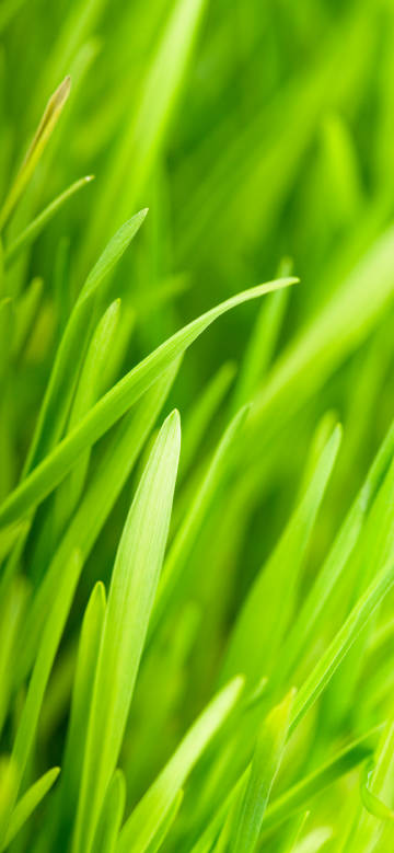Bright Green Blades of Grass Wallpaper 4K