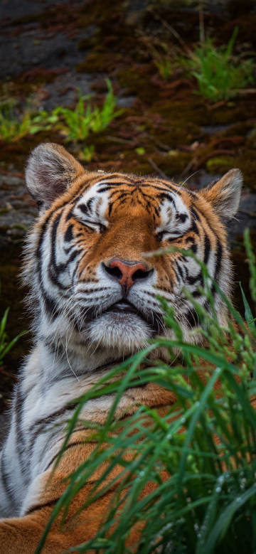 Forest king sleeping in the grass phone wallpaper