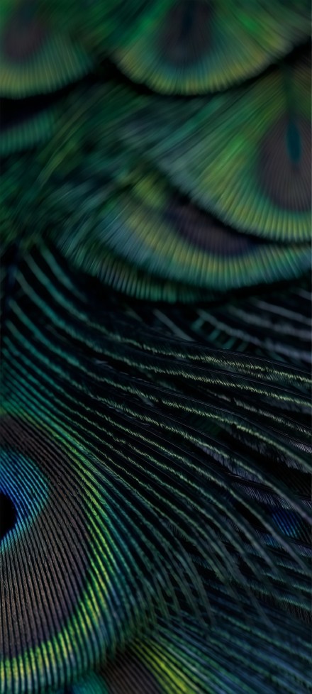Gorgeous peacock feathers phone wallpaper
