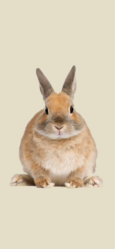Cute brown rabbit solid color background 4k wallpaper