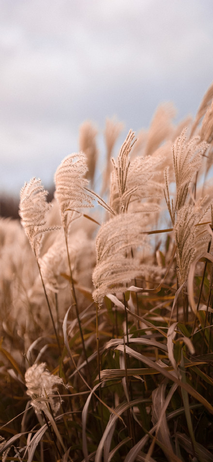 Natural and tranquil scenery of reeds phone wallpaper