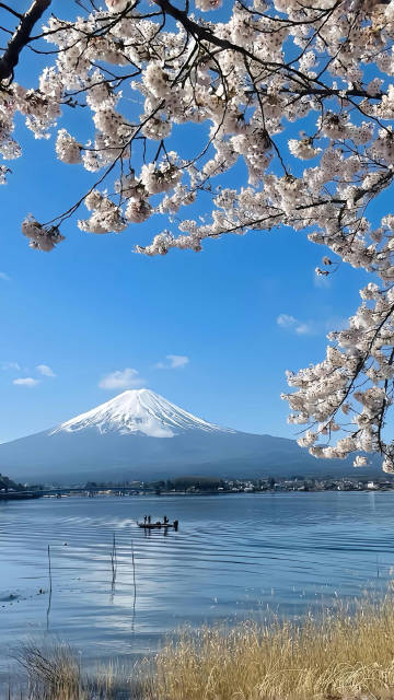 Scenic Spring Wallpaper: Mount Fuji & Sakura