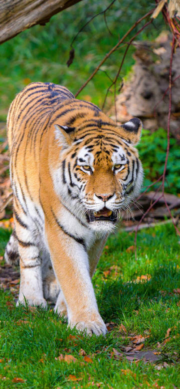 tiger,animal