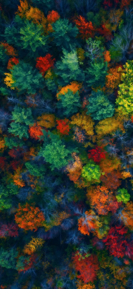 Overlooking the beauty of the colorful autumn forest
