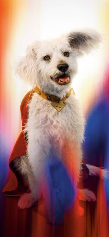 Superman Pet Dog Krypto phone wallpaper