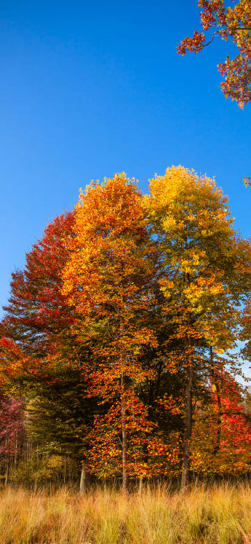 Colorful Autumn Leaves Forest Phone Wallpaper