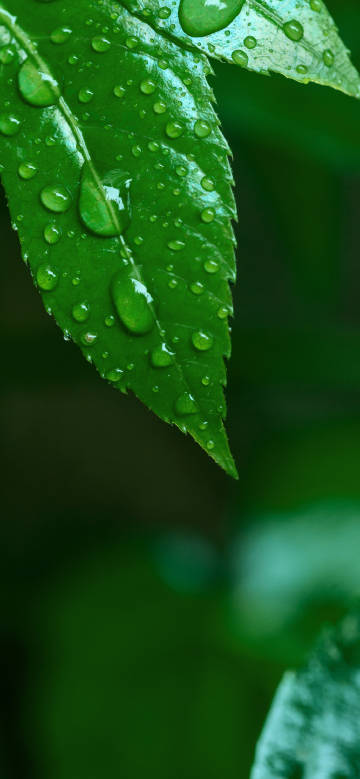 Vibrant Green Leaf Covered In Fresh Raindrops Wallpaper 4K