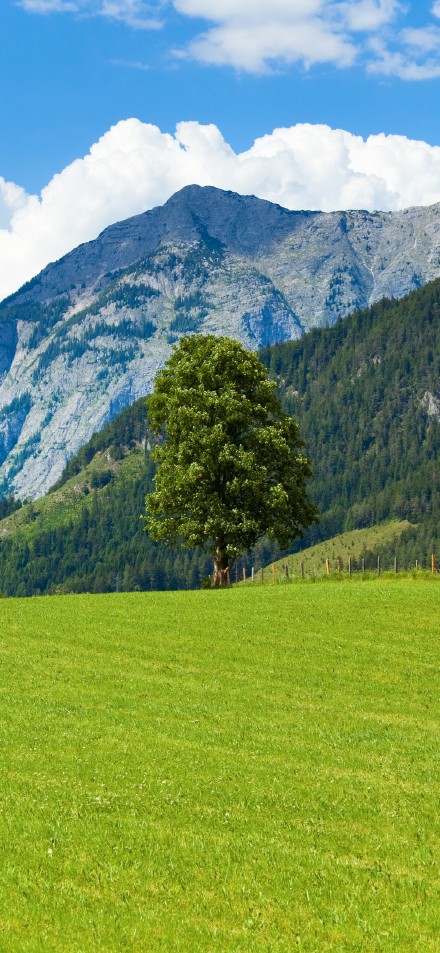 Alps landscape wallpaper: green meadows and towering mountains