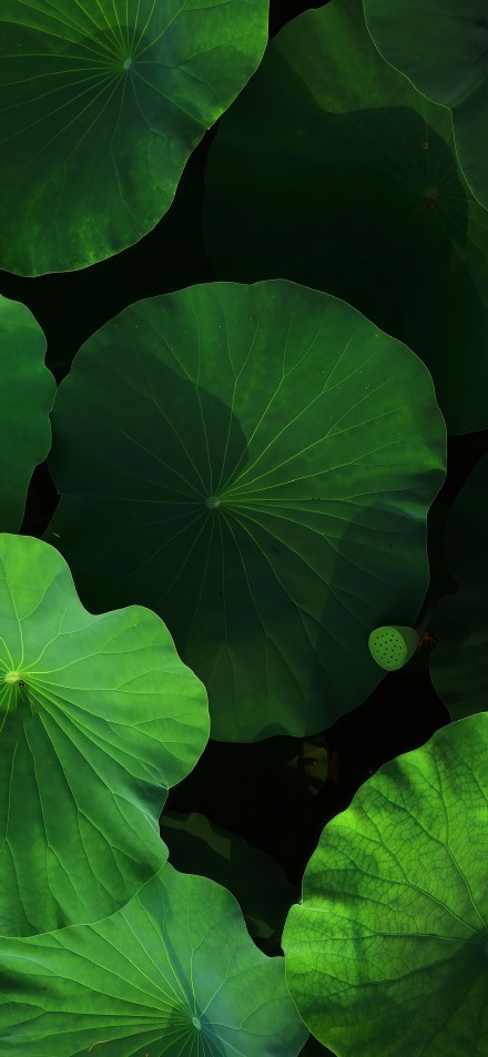 Vibrant green lotus leaves phone wallpaper