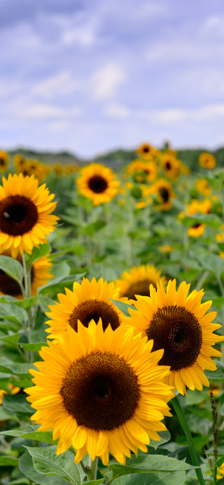 A sea of lush sunflowers