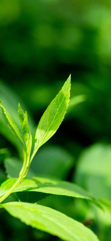 Vibrant Green Leaf With Blurred Background