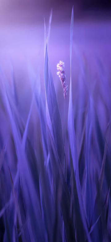 Flowering grass in the bushes in purple tones