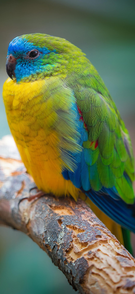 Turquoise Parrot in Nature