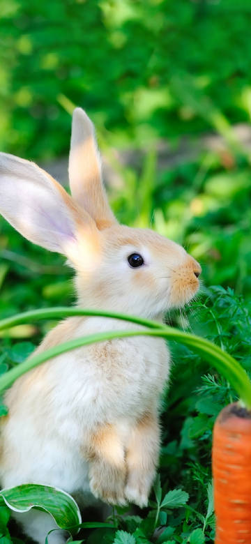 Lovely Rabbit in Nature Field 4K Wallpaper
