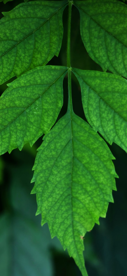 Bright Green Leaf Texture Close-up Wallpaper
