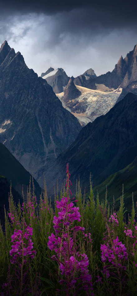 Magnificent view of majestic mountains and purple flowers phone wallpaper