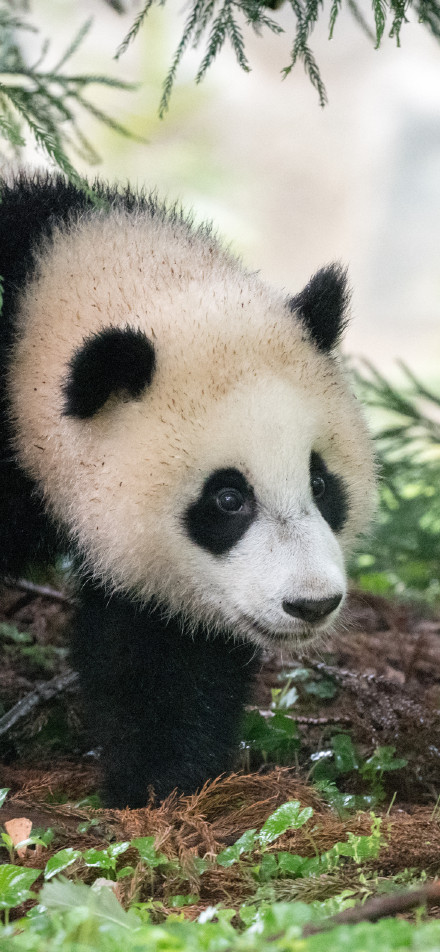Adorable Baby Panda in the Forest 4K Phone Wallpaper