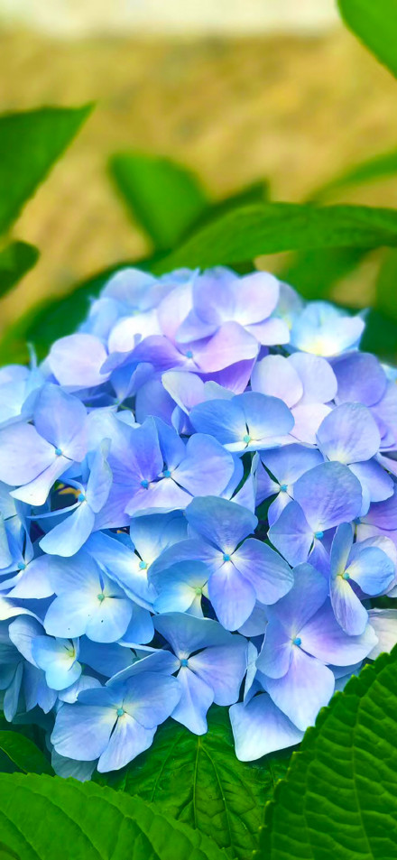 Soft Pastel Hydrangea Bloom 4K Aesthetic Wallpaper