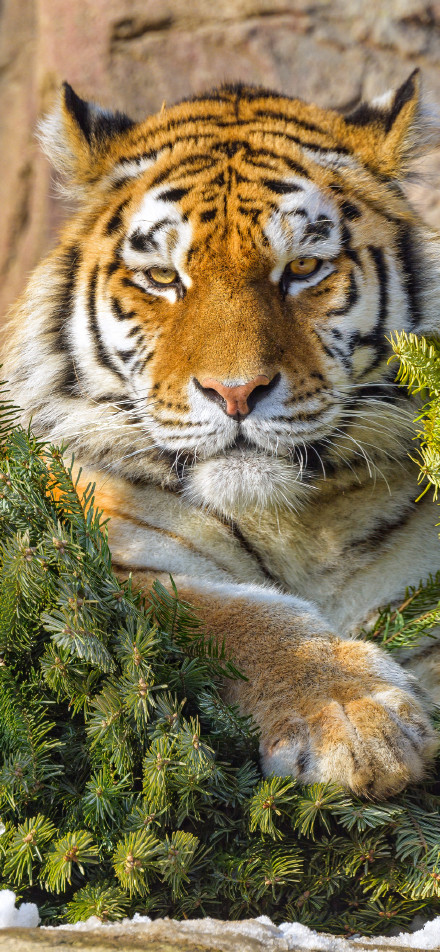 A tiger lying on a pine branch phone wallpaper