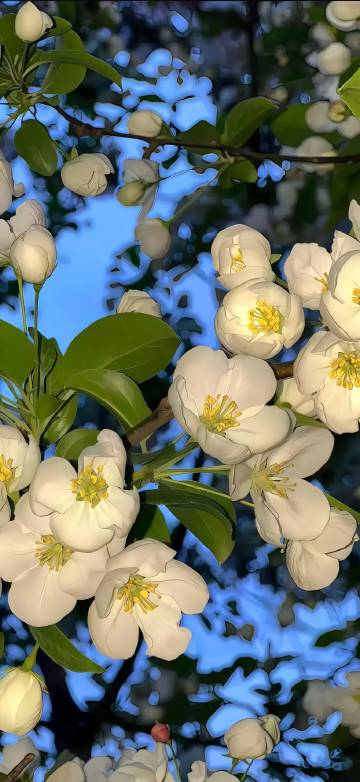 iOS 26 Wallpaper: A Beautiful Close-Up Of White Flowers