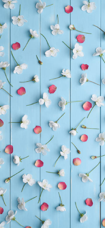 Petals on blue wood board phone wallpaper