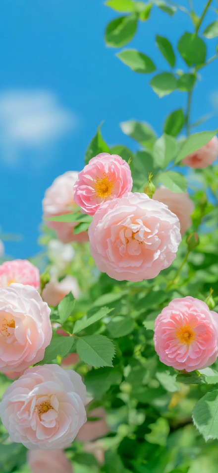 Pink roses under the blue sky phone wallpaper