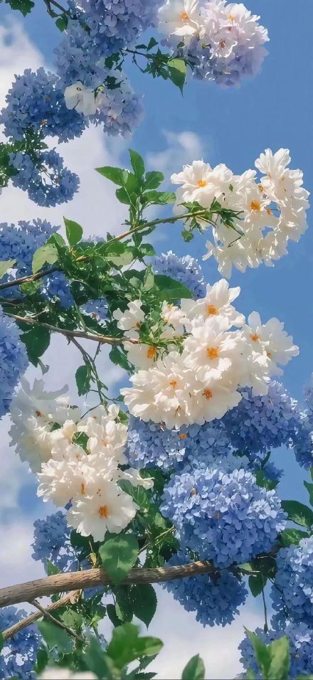 White Roses And Blue Hydrangeas In Sunlight Wallpaper