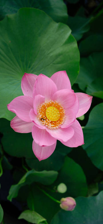 Fresh and elegant pink lotus phone wallpaper