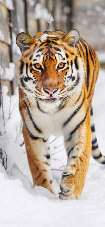 Fierce Tiger Walking In Snow 4K Phone Wallpaper