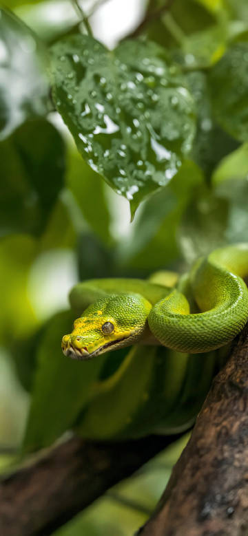 Close-up of a green python perched on a tree phone wallpaper