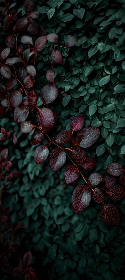 Red-Veined Leaves Over Dark Green Foliage 4K Wallpaper