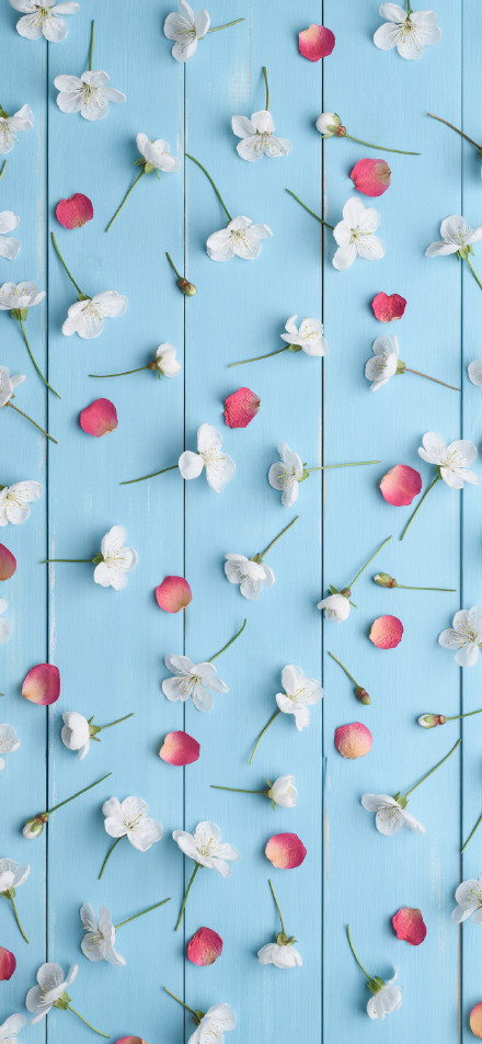Petals on blue wood board phone wallpaper