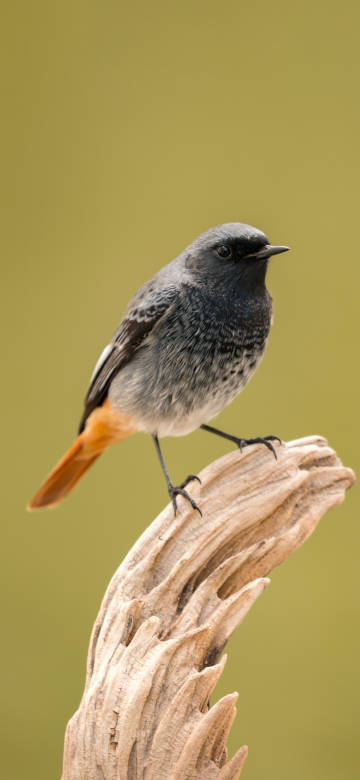 Bird with orange tail feathers perched on a dead tree