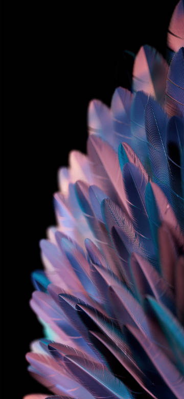 Colorful feathers close-up dark background phone wallpaper