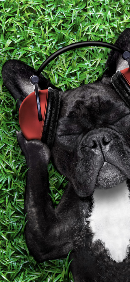 Cute dog listening to music on grass phone wallpaper