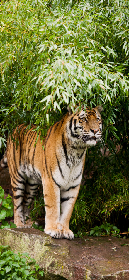 Tiger standing on rock, gazing around