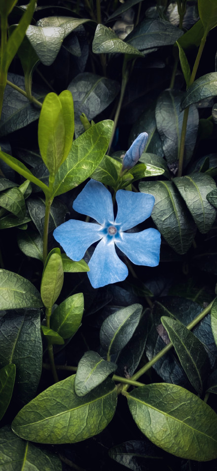 Single Blue Periwinkle Flower In Dark Green Leaves 4K Wallpaper