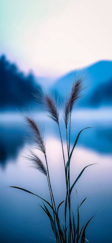 Setaria Viridis and blurred blue background phone wallpaper